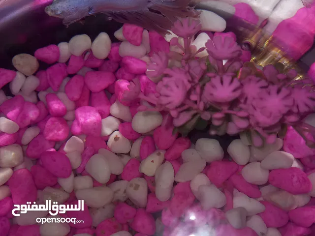 سمك فايتر للبيع