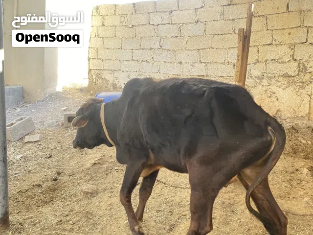 ثور عماني (عجل عماني سمنه وسط )