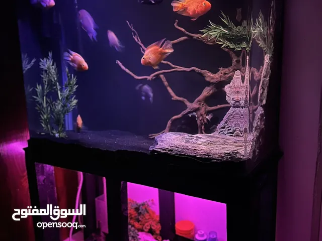 Aquarium for sale with handmade stand