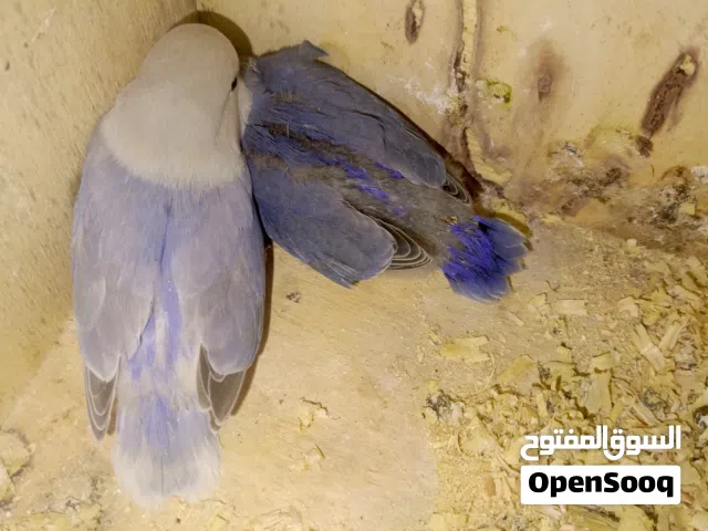 طيور روز فراخ للزق اليدوي قريب فطم عمر شهر اجمل الالوان صحه ونظافه باقي (2)