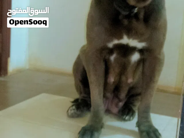 أُنثى كينج كورسو
