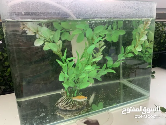 حوض أسماك صغير مع فلاتر وزينة وجابي ملون