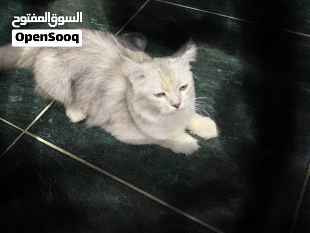 قطه لي للبيع