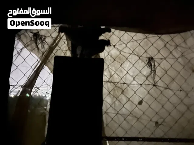 مطلوب جاج بلدي