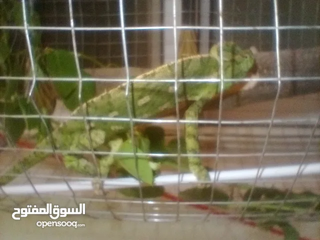 حرباء هندي اليفه للبيع