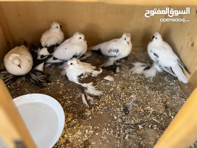 انتاج نورس لبيع طرف ع 80 جمله