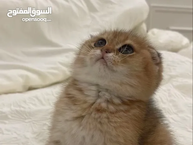 سكوتش فولد اسكتلندي