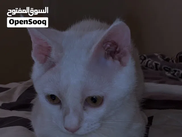 قط هجين للتبني
