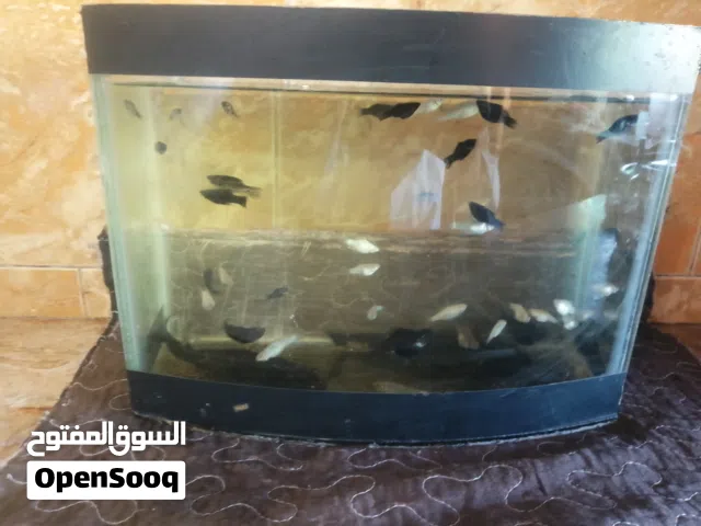 مول البولن زائد حوض