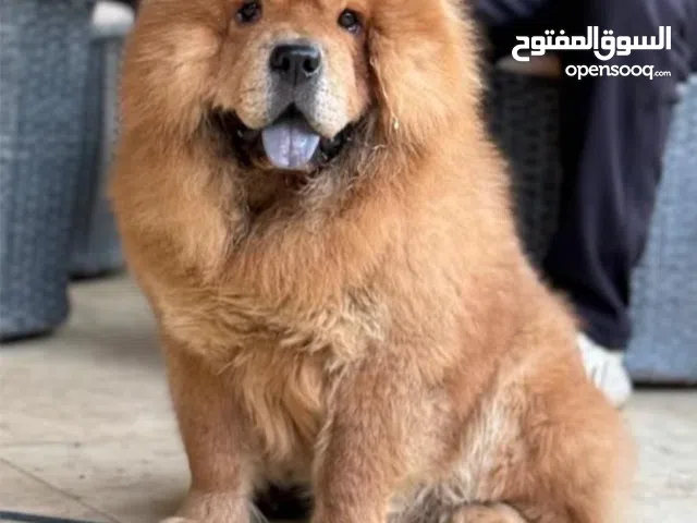 كلب تشاو تشاو للبيع
