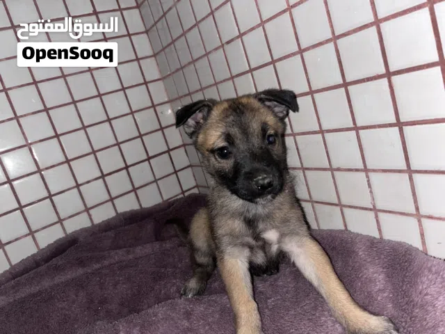 "ملينواه نثية بسم الله ما شاء الله عمرها 45 يوم، تلعب ونشيطة تبارك الرحمن."