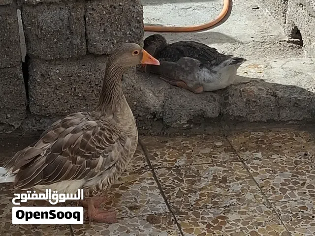 بط اثنين..