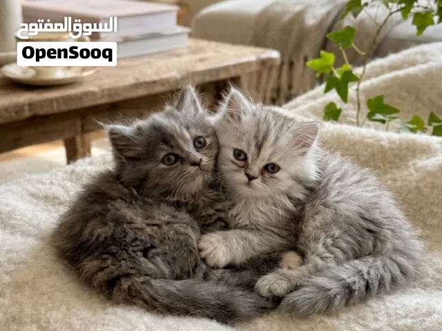 Shiriazy Kittens