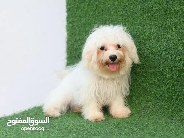Adorable Maltese Puppy looking for new family just love