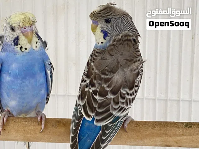 عصافير ذكور بادجي فلل سعر الواحد 9