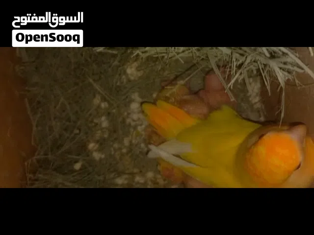 لعشاق الزق اليدوي روزاورنج اوبلاين