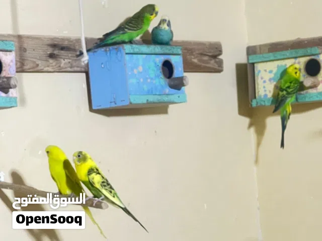 طيور حب  عاديات