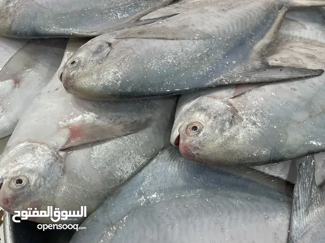 سمج طازج صيد اليوم