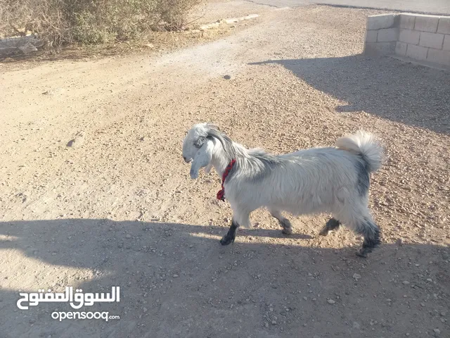 جدي ابيض ًًً
