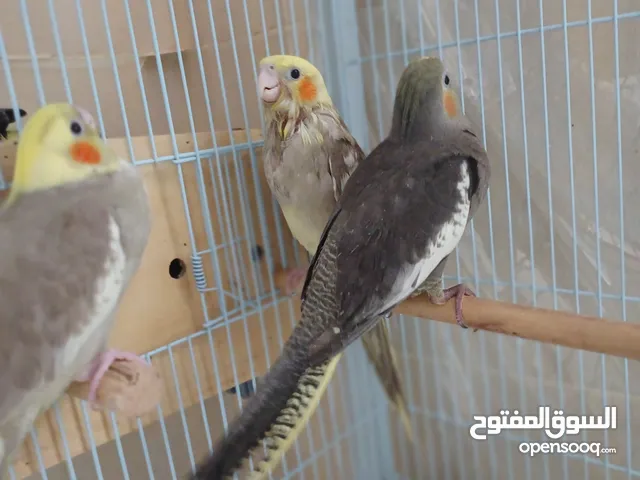 فروخ بغبغاء كوكتيل اليف العمر 50 يوم فقط