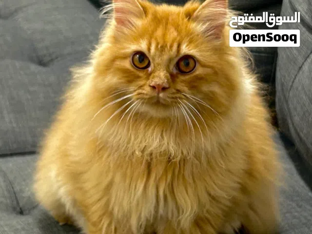 قط شيرازي (بيور) بصحة ممتازة