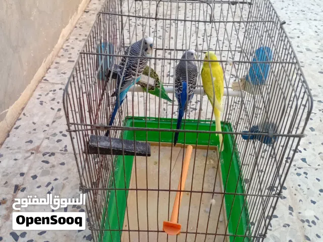 عصافير بادجي للبيع(اقرأ الوصف)