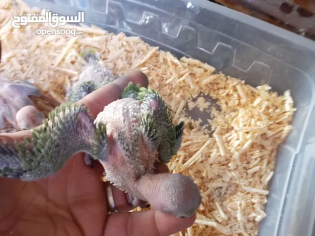 متوفر فراخ دره زق يدوي
