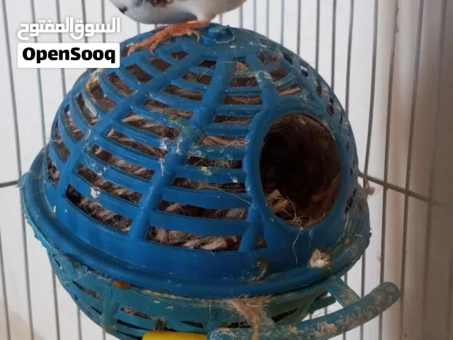 جوز جنه شغال اول بطن تحتهم 3 فراخ جوز حنون جدا تبارك الله