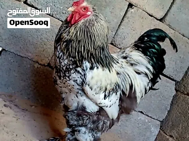السلام عليكم مطلوب فروج براهما سبرايت