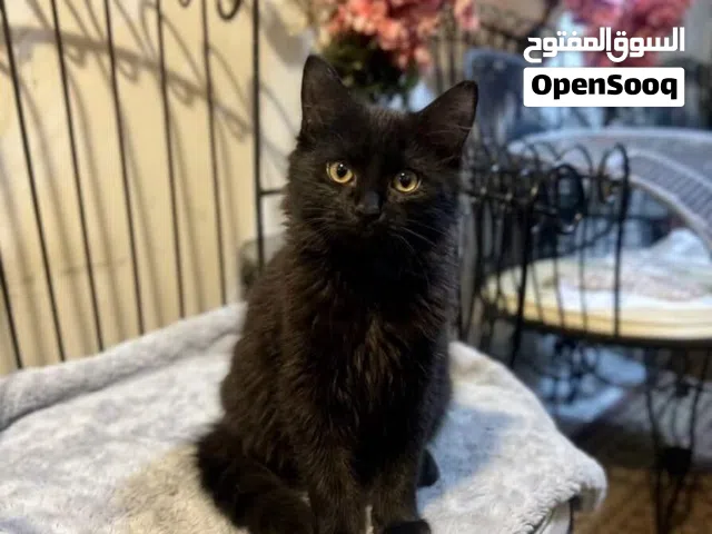 قطة شيرازية جميلة للبيع