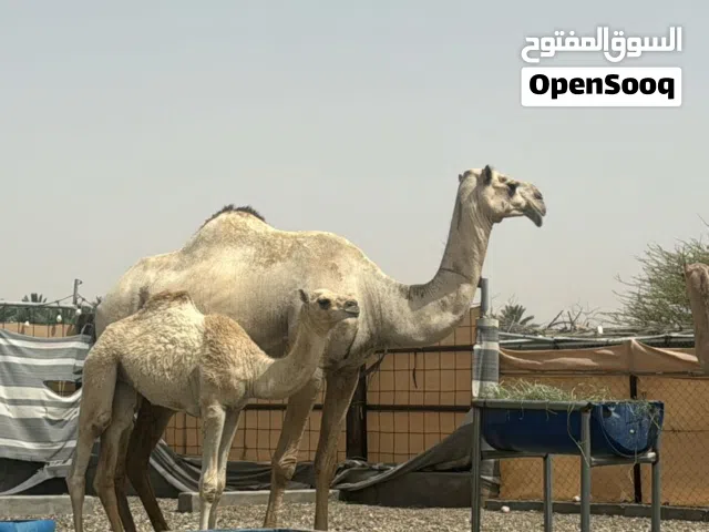 ناقه عزوف تحتها بكره سودانيات للبيع