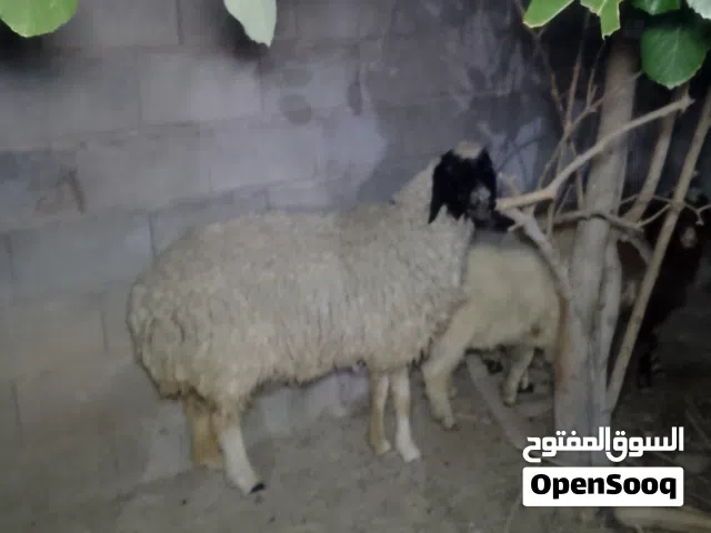 نعجة سمينه مال كصابة