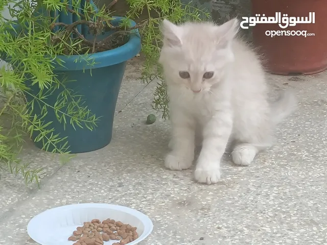 قط للبيع نوع سكوتش عمر شهرين  لعوب  شامل قفص جديد