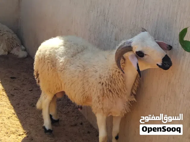 خروف للعيد ربي يبارك للبيع