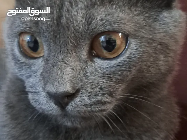 شوف الوصف.