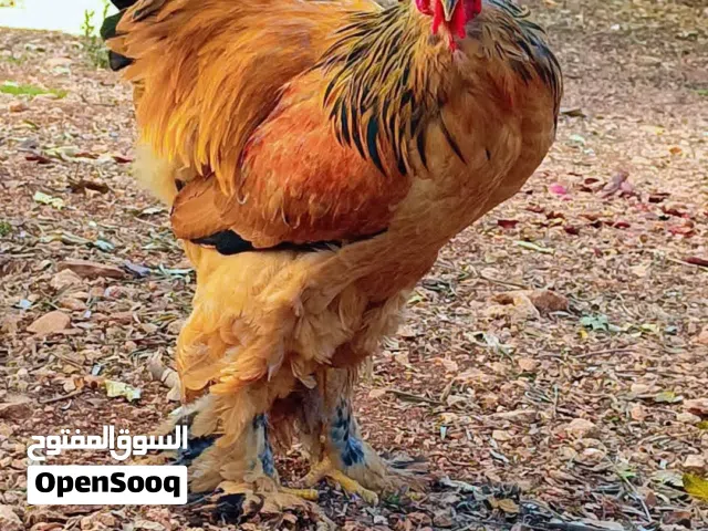 السلام عليكم ورحمة الله وبركاته متاح صيصان براهما بف اصفر من الأهالي المعروضه