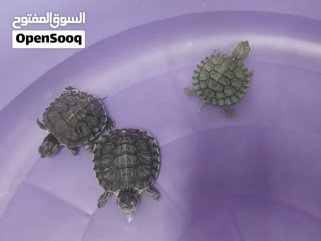 سلاحف مائية ( الاذن الحمراء ) + حوض 40 سم