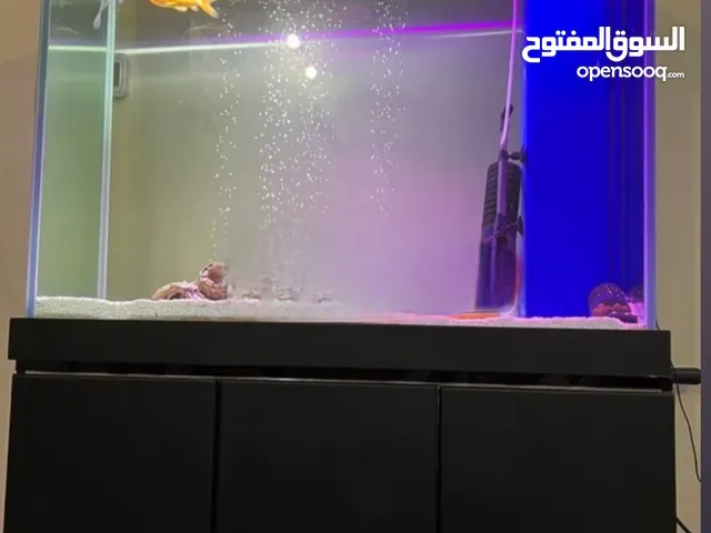 Fish Aquarium Tank