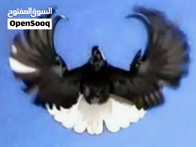 متاح اوكراني طيار/ اقرأ الوصف