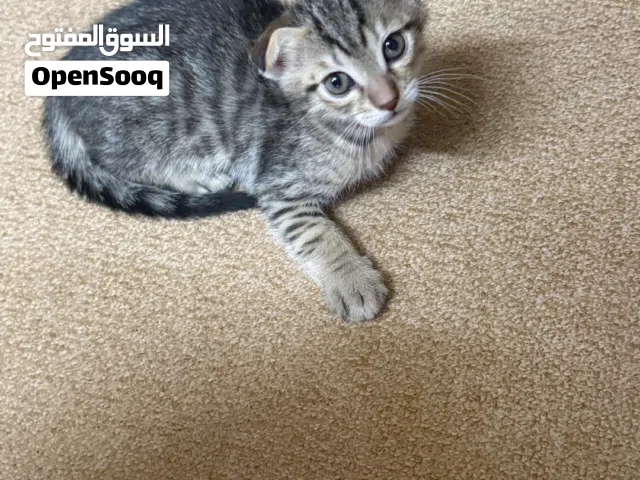 Mix Scottish fold british shorthair kittens