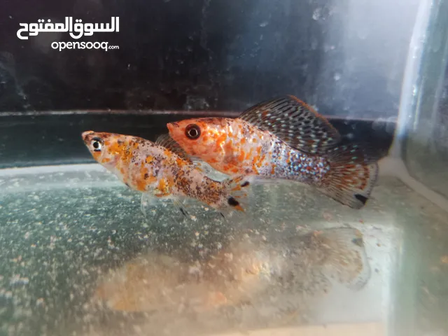 اسماك مولي باسعار حرق