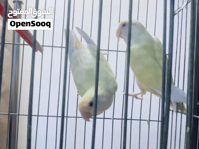 جوز روز اينو للبيع