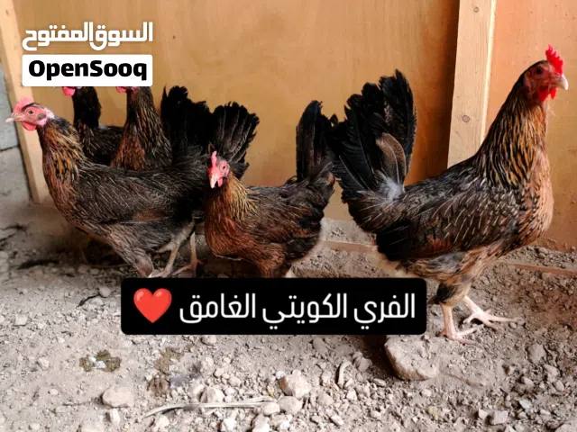 متوفر افراخ كويتي فري + مطوك خط اول