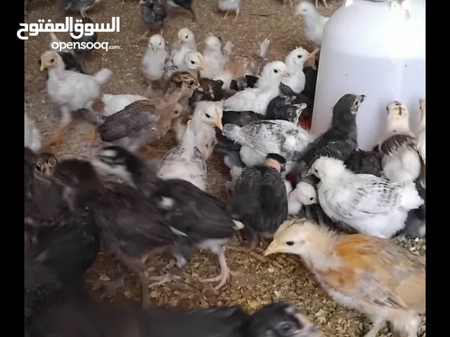 عتاتيق عربيات للبيع