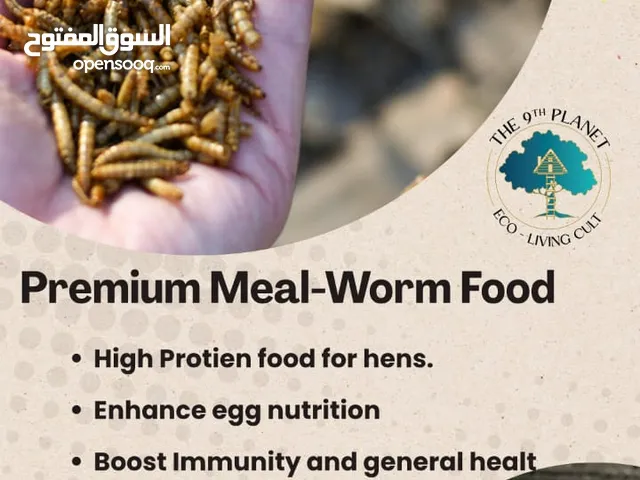 Meal worms for chicken