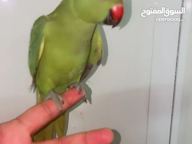 India ring neck parrot female
