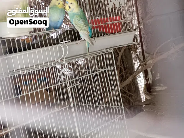 زوج رينبو امايات السعر 25 و زوج هسة بدن ايزاوجن السعر 20 مكاني خور الزبير