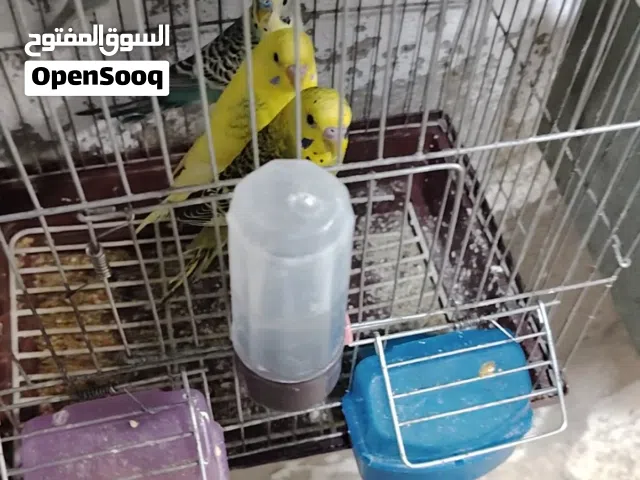 خمس جواز حب بسعر معقول