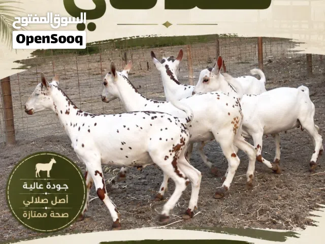مطلوب حلال صلالي
