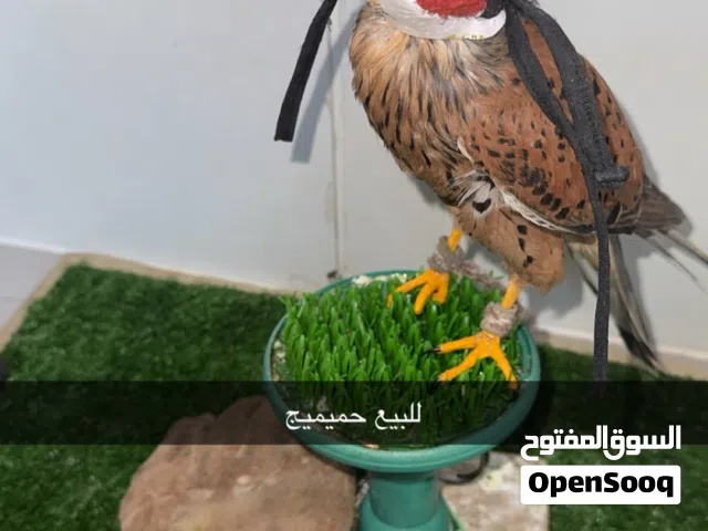 اطير يحتاج اهتمام